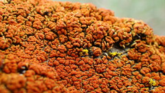 Xanthomendoza trachyphylla