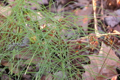 Equisetum sylvaticum
