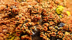 Xanthomendoza trachyphylla