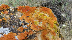 Xanthomendoza trachyphylla