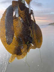 Eisenia arborea
