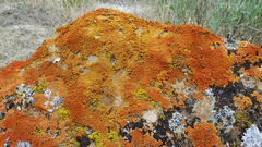 Xanthomendoza trachyphylla