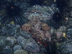Scorpaenopsis