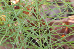 Equisetum sylvaticum
