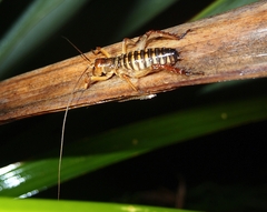 Hemideina crassidens