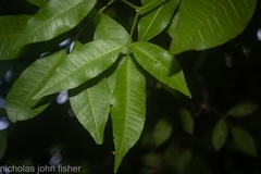 Bouchardatia neurococca