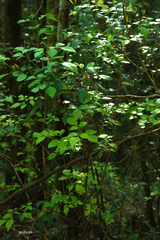 Allophylus guaraniticus