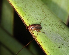 Sericospilus