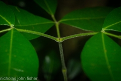 Bouchardatia neurococca