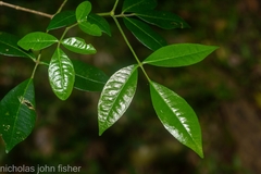 Bouchardatia neurococca