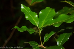Actephila mooreana