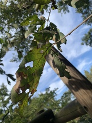 Quercus serrata