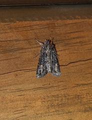 Ichneutica mutans