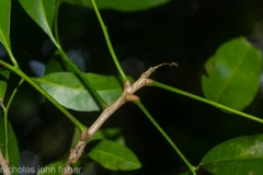 Anthocarapa nitidula