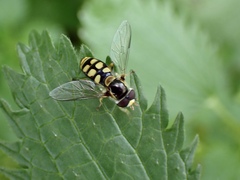 Simosyrphus grandicornis