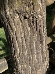 Quercus serrata