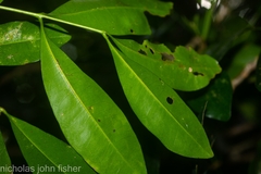Anthocarapa nitidula