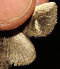 Podalia intermaculata