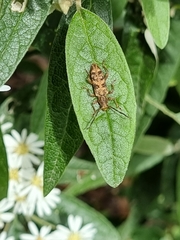 Pempsamacra dispersa