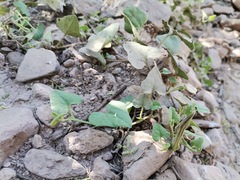 Aristolochia wrightii