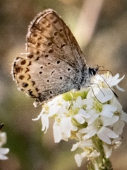 Plebejus idas