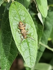 Pempsamacra dispersa