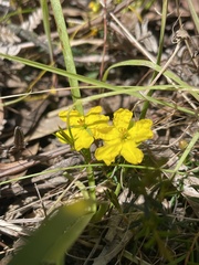 Hibbertia acicularis