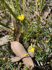 Hibbertia acicularis