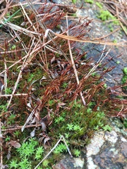 Atrichum altecristatum