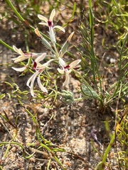 Pelargonium longifolium
