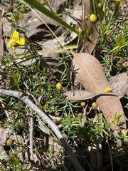 Hibbertia acicularis