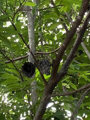 Annona