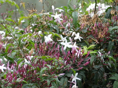 Jasminum polyanthum