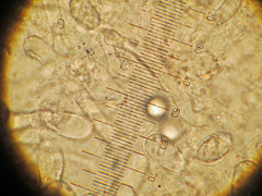 Hygrocybe substrangulata