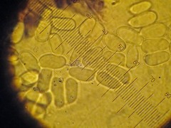 Hygrocybe substrangulata