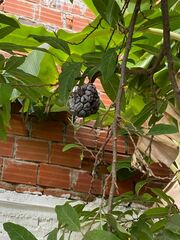 Annona