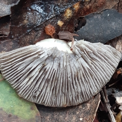 Stropharia formosa