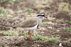 Vanellus coronatus