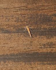 Stathmopoda skelloni