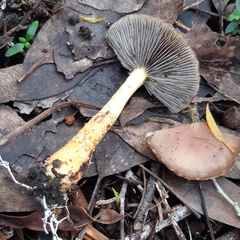 Stropharia formosa