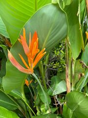 Heliconia psittacorum