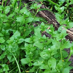 Stellaria media