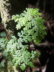 Hymenophyllum plicatum