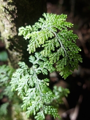 Hymenophyllum plicatum