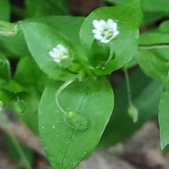 Stellaria media