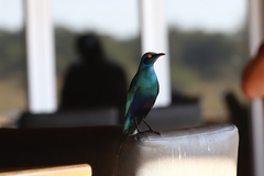 Lamprotornis chalybaeus
