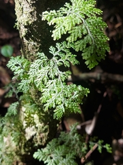 Hymenophyllum plicatum