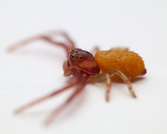 Diaea