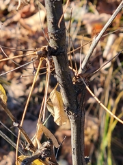 Caragana arborescens