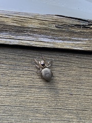 Maratus